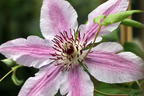Clematis 'Nelly Moser' - Clematis 'Nelly Moser'