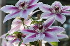 Clematis 'Nelly Moser' - Clematis 'Nelly Moser'