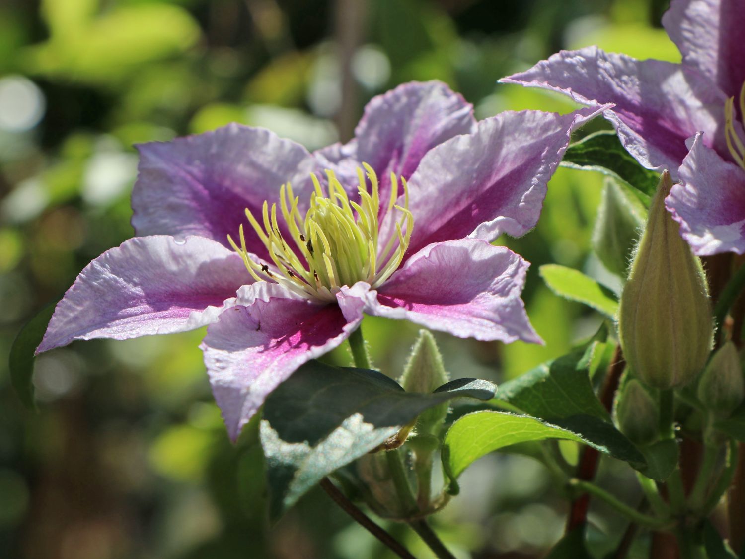 Clematis 'Piilu' - Clematis 'Piilu'