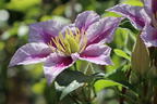 Clematis 'Piilu' - Clematis 'Piilu'