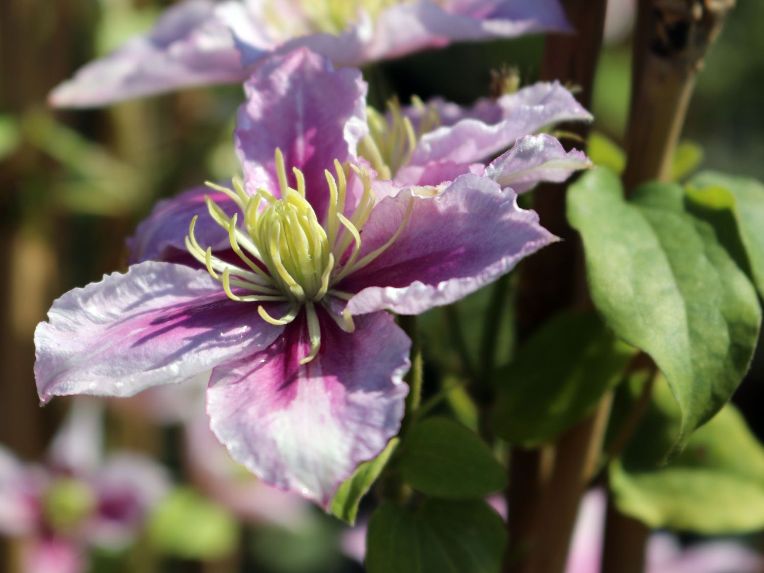 Clematis 'Piilu' - Clematis 'Piilu'