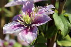 Clematis 'Piilu' - Clematis 'Piilu'