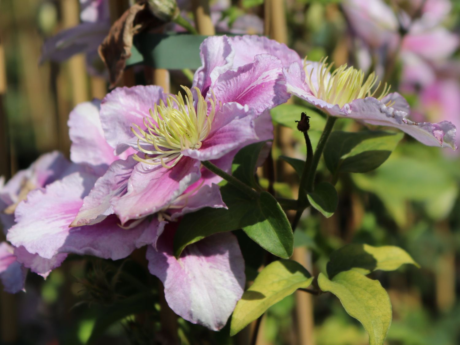 Clematis 'Piilu' - Clematis 'Piilu'