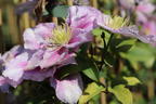 Clematis 'Piilu' - Clematis 'Piilu'