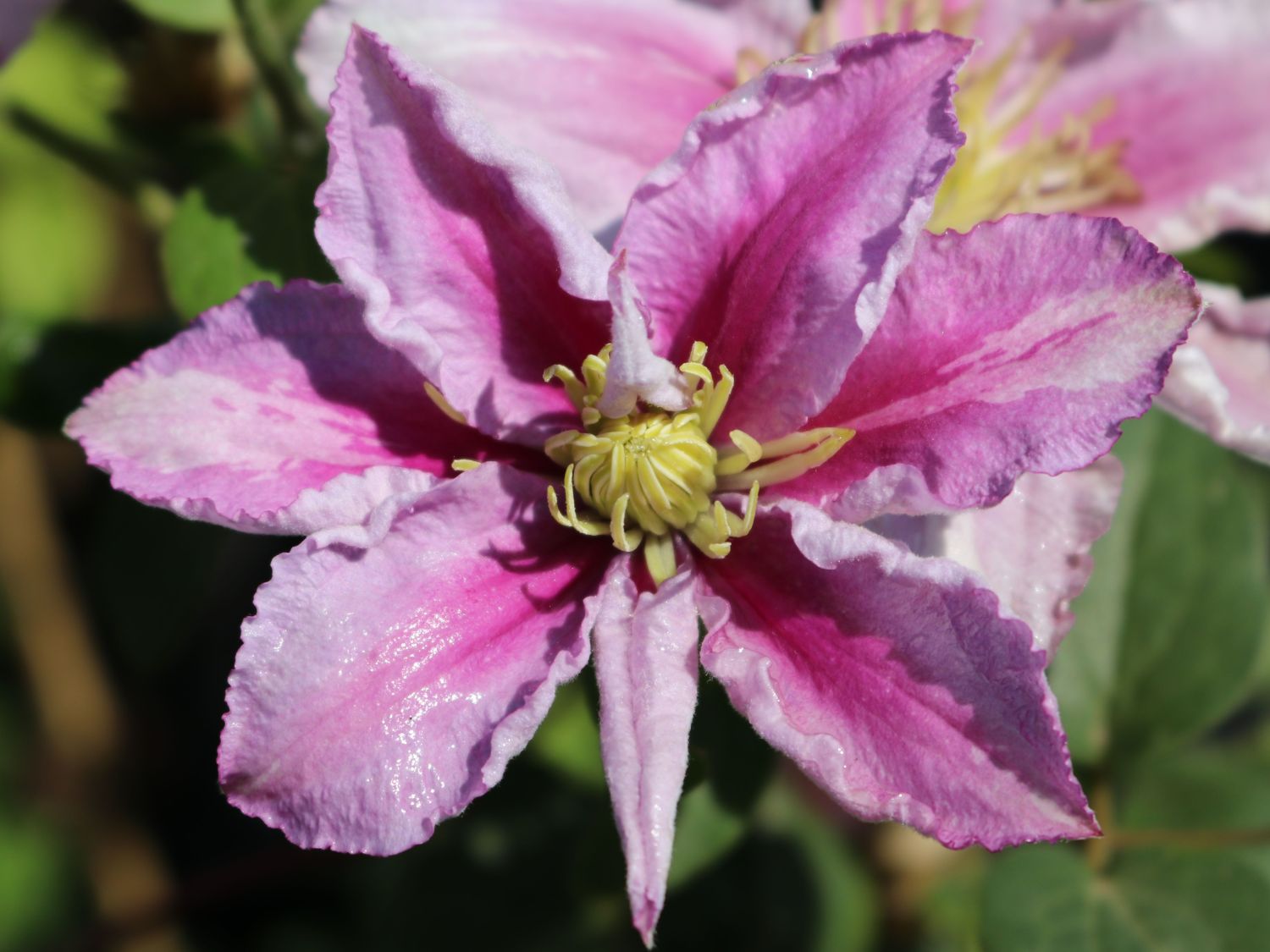 Clematis 'Piilu' - Clematis 'Piilu'