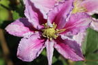 Clematis 'Piilu' - Clematis 'Piilu'
