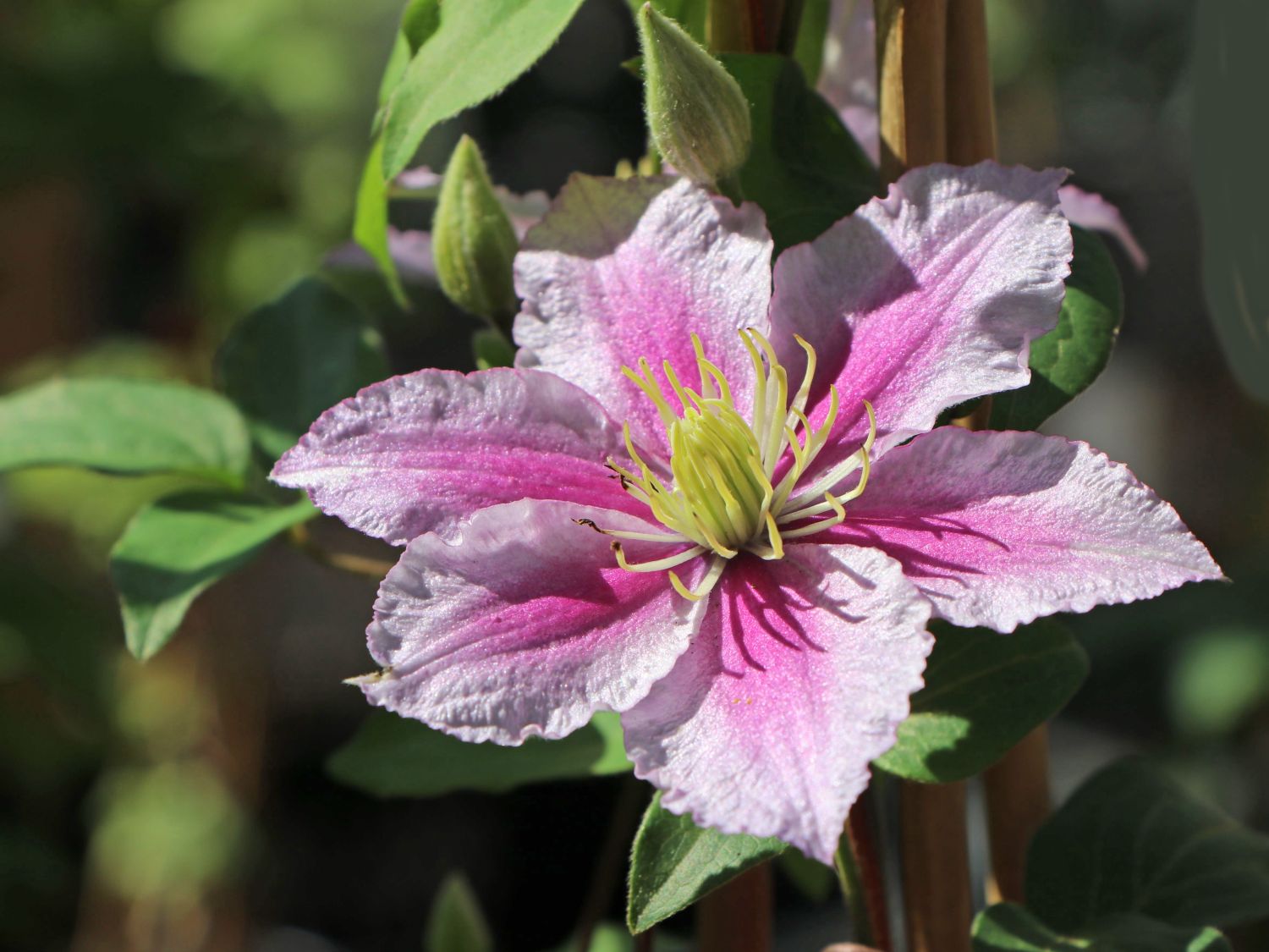Clematis 'Piilu' - Clematis 'Piilu'