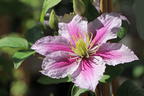 Clematis 'Piilu' - Clematis 'Piilu'