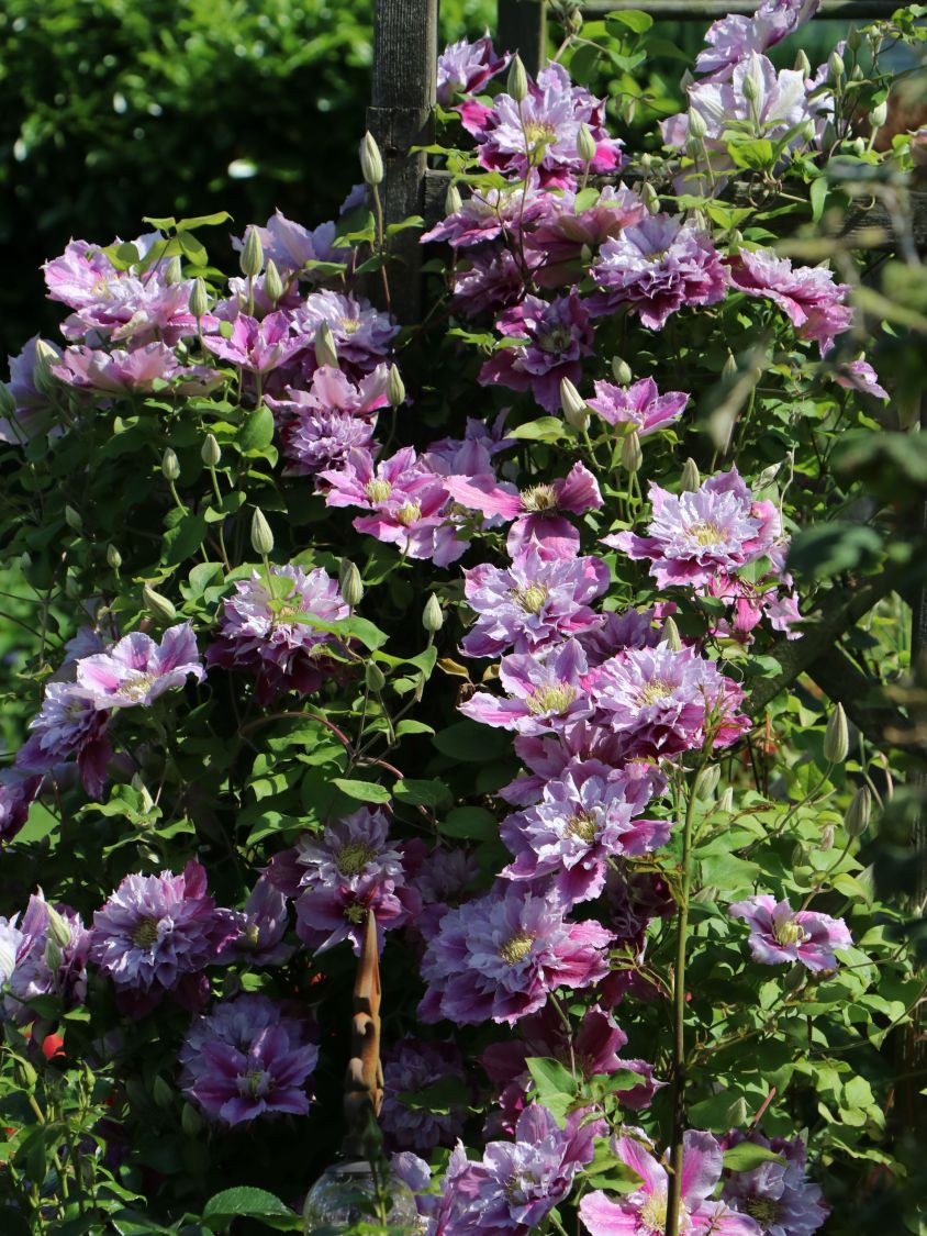 Clematis 'Piilu' - Clematis 'Piilu'