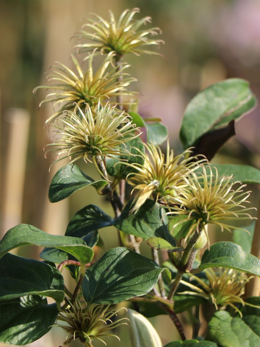 Clematis 'Piilu' - Clematis 'Piilu'