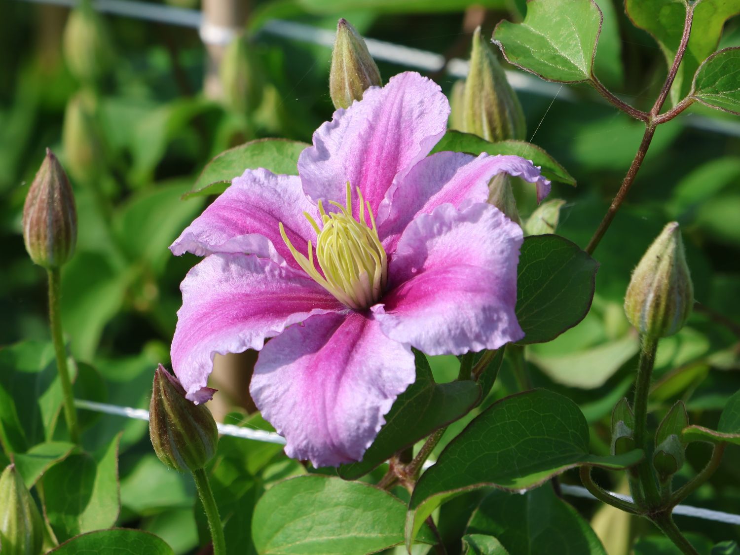 Clematis 'Piilu' - Clematis 'Piilu'