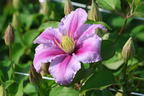 Clematis 'Piilu' - Clematis 'Piilu'