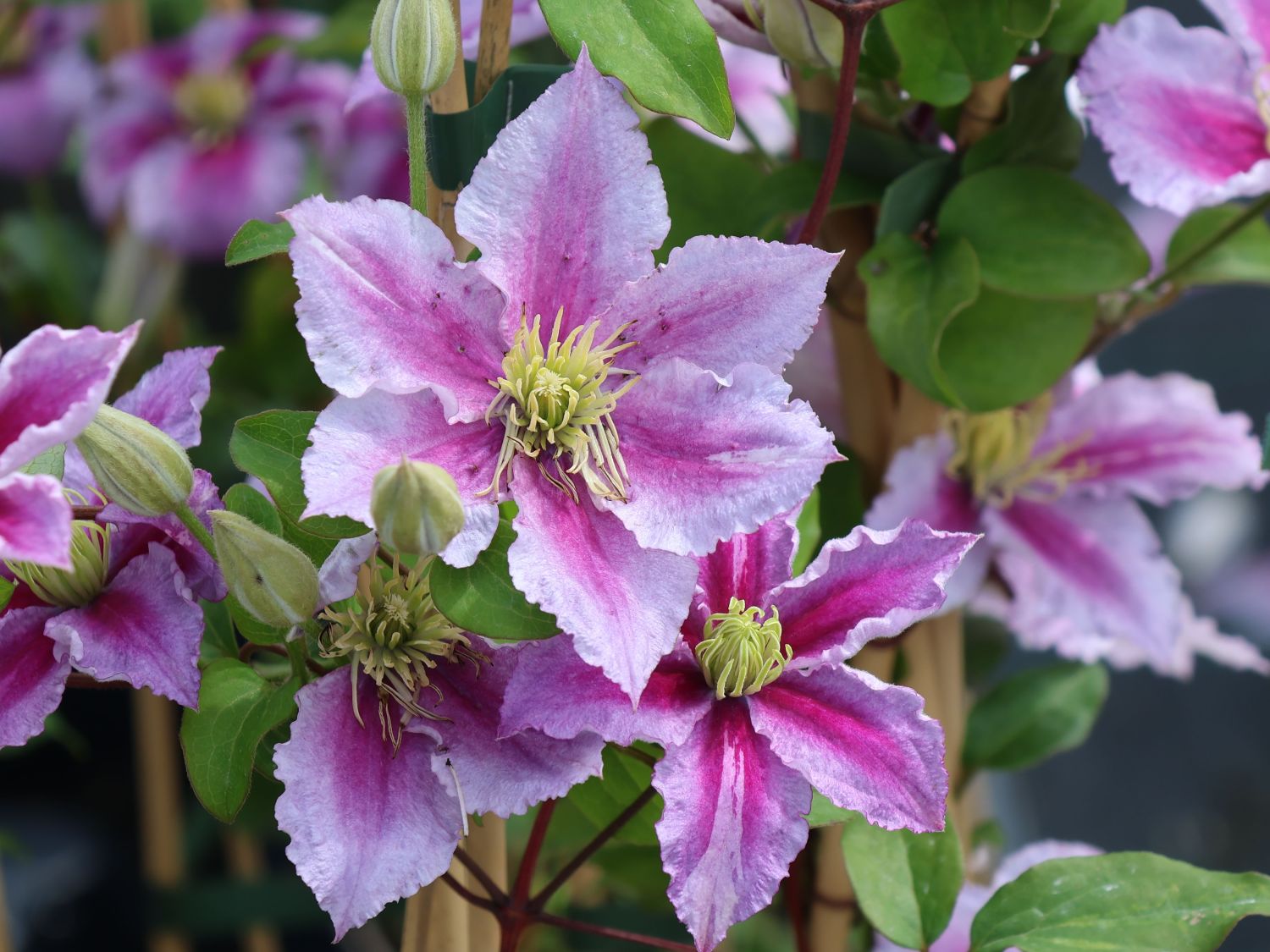 Clematis 'Piilu' - Clematis 'Piilu'