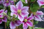 Clematis 'Piilu' - Clematis 'Piilu'