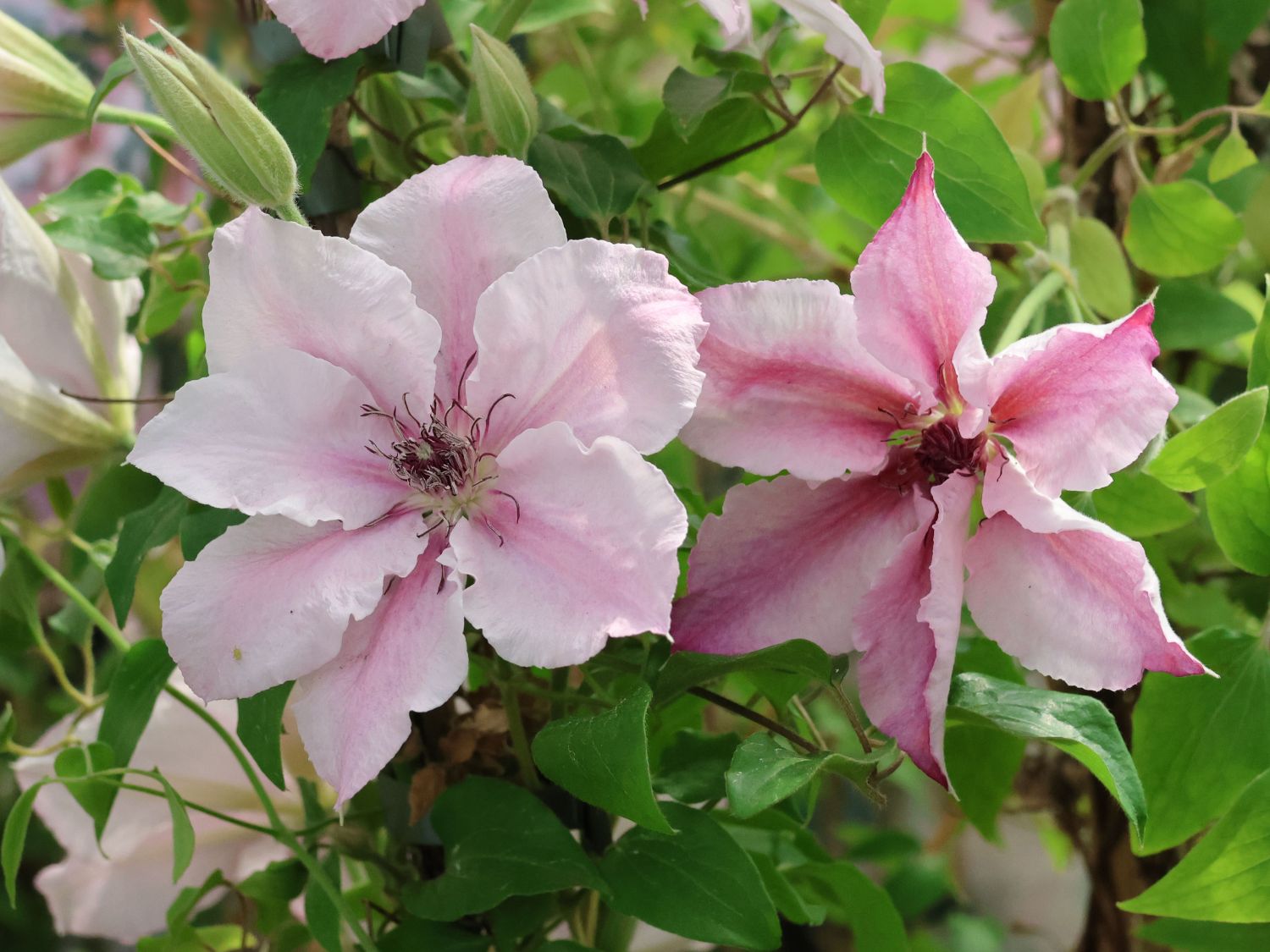 Clematis 'Pink Fantasy' Clematis 'Pink Fantasy' Baumschule Horstmann