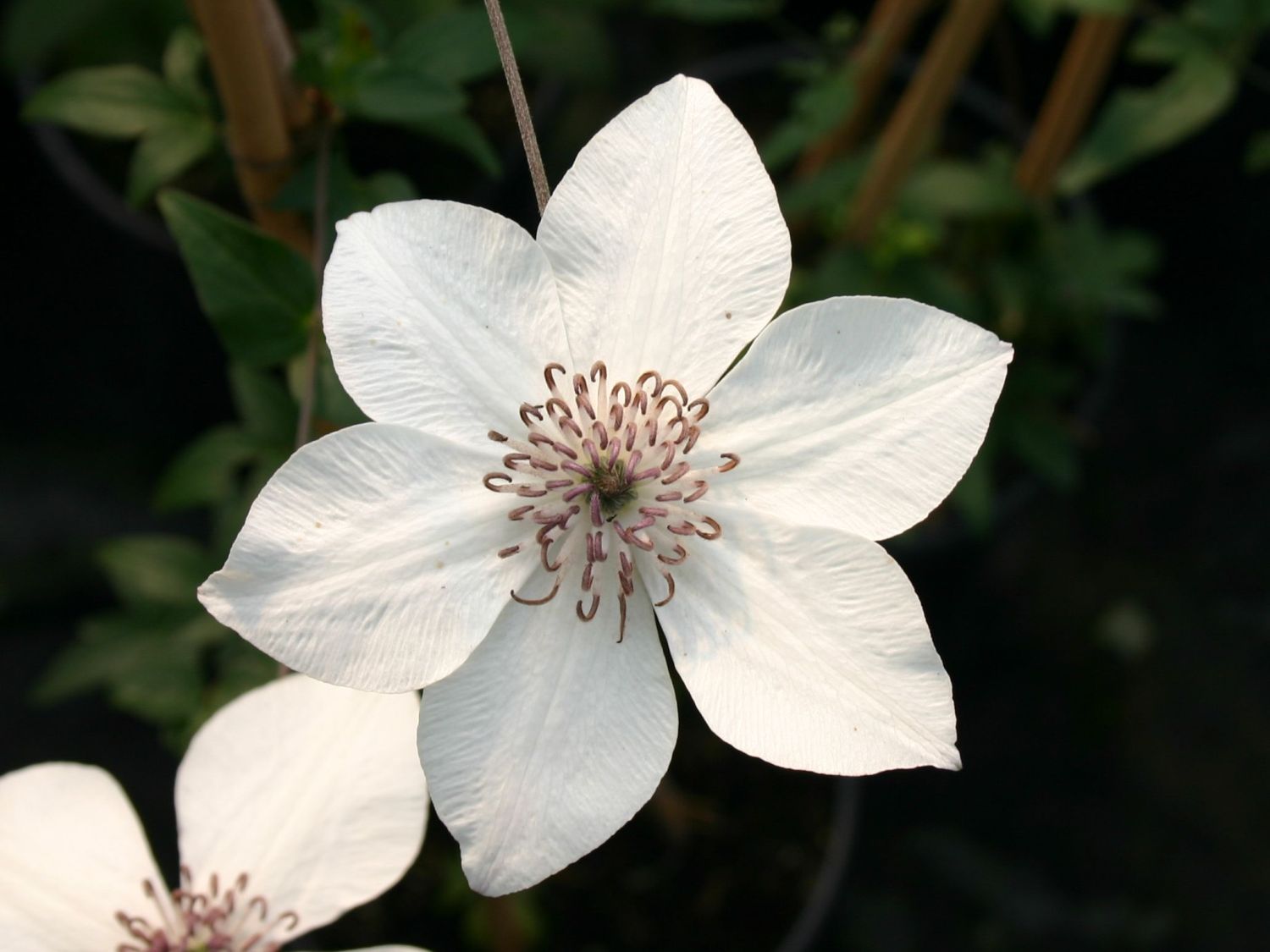 Clematis 'Pistachio'