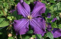 Clematis 'Polish Spirit'