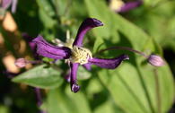 Clematis PRETTY IN BLUE 'Zopre'