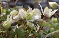 Clematis 'Primrose Star'