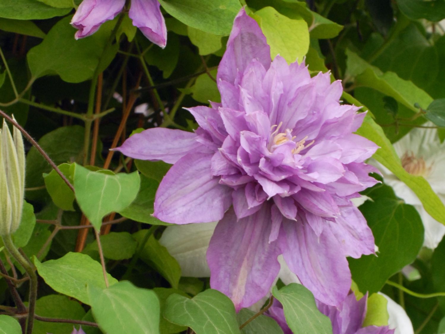 Clematis 'Proteus'
