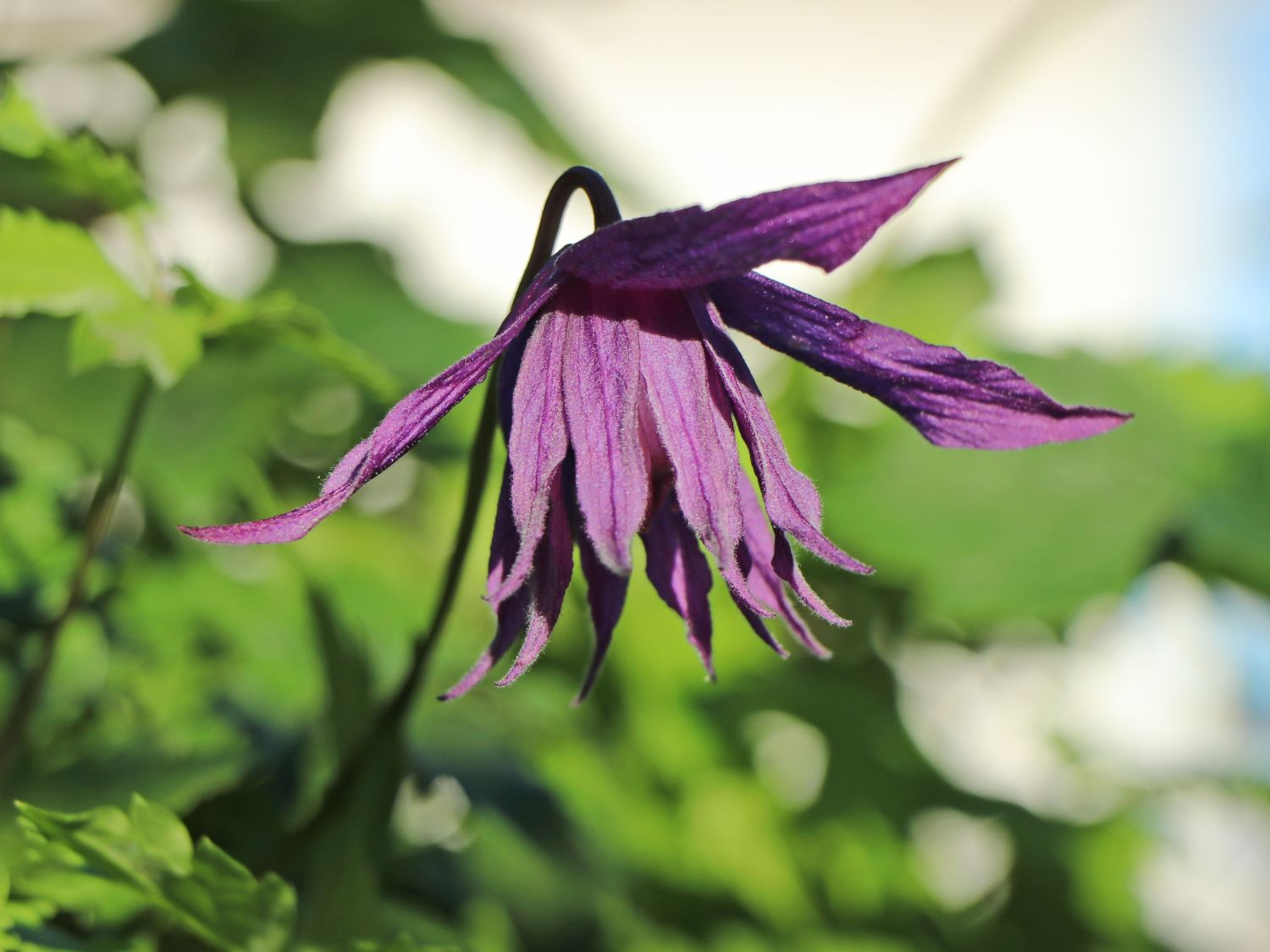 Clematis 'Purple Spider'