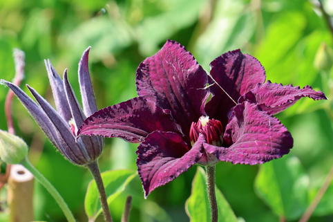 Waldrebe 'Rasputin' - Clematis 'Rasputin'