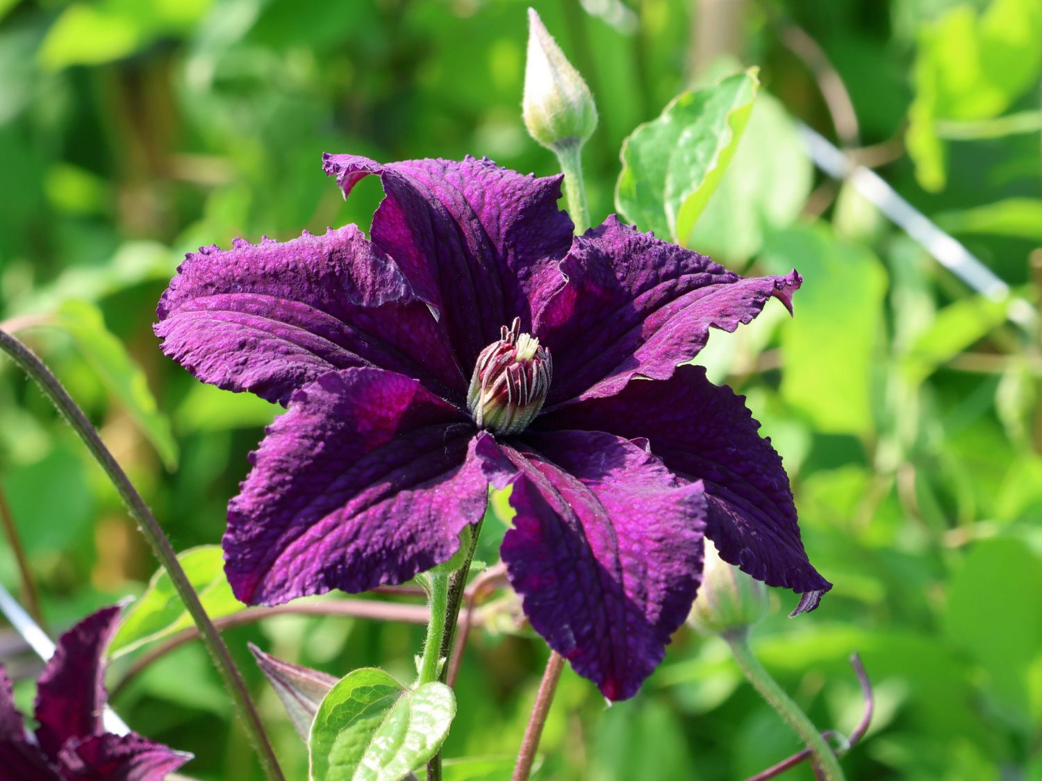 Waldrebe 'Rasputin' - Clematis 'Rasputin'