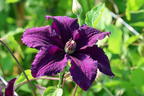 Waldrebe 'Rasputin' - Clematis 'Rasputin'
