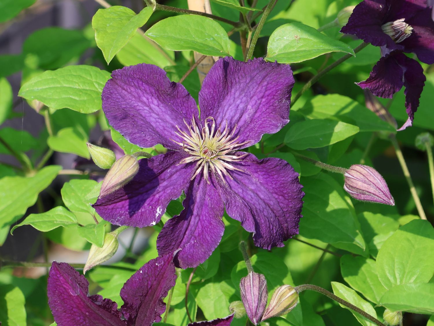 Waldrebe 'Rasputin' - Clematis 'Rasputin'