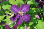 Waldrebe 'Rasputin' - Clematis 'Rasputin'