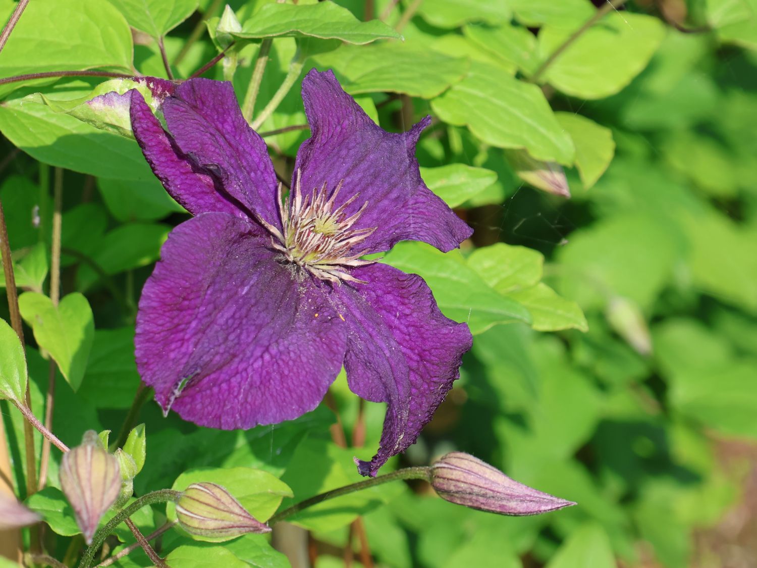 Waldrebe 'Rasputin' - Clematis 'Rasputin'