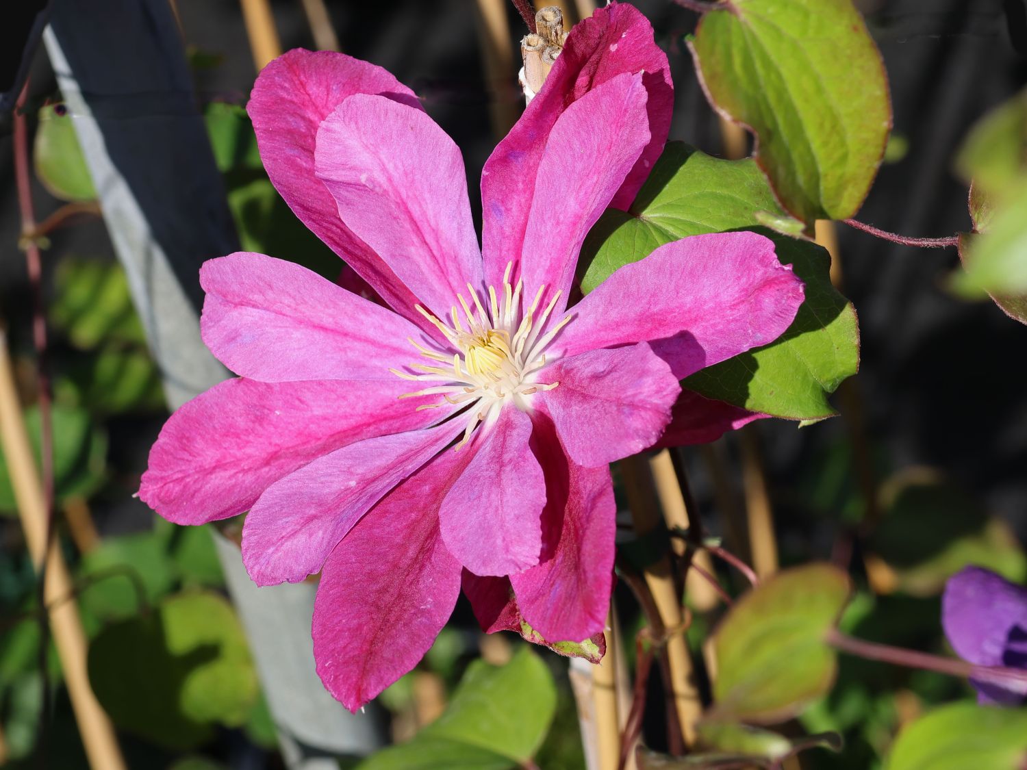Clematis 'Red Star'