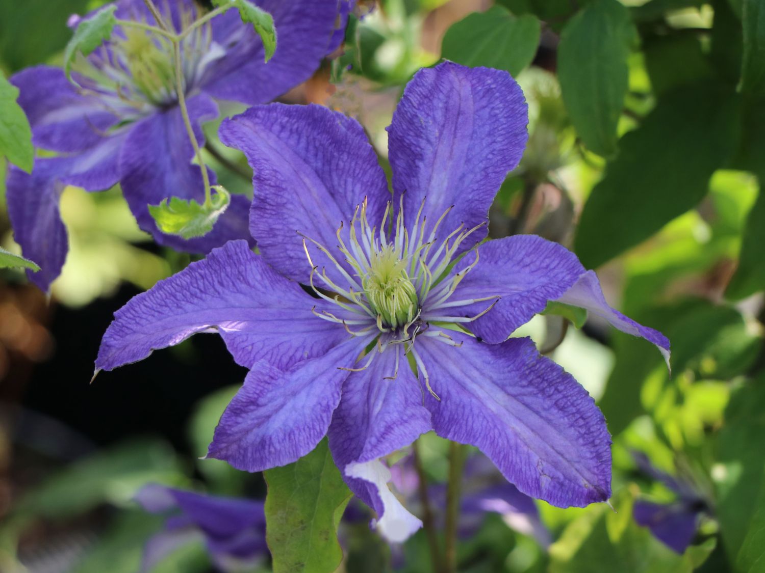 Clematis 'Rhapsody'