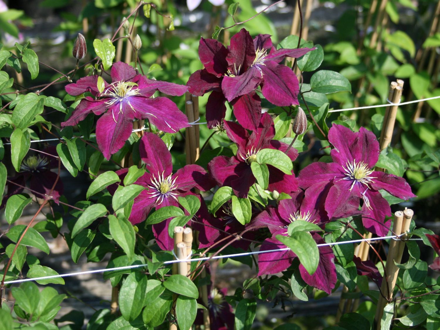 Waldrebe 'Rosemoor' - Clematis 'Rosemoor'