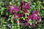 Waldrebe 'Rosemoor' - Clematis 'Rosemoor'