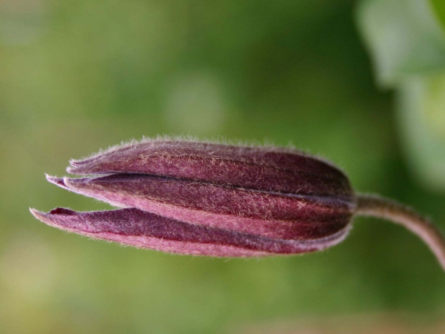 Waldrebe 'Rosemoor' - Clematis 'Rosemoor'