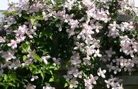 Clematis 'Rubens'