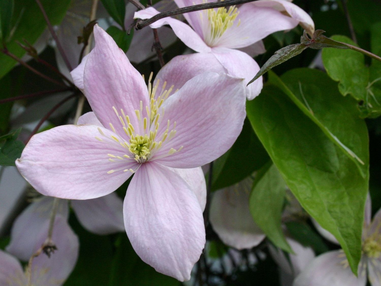 Clematis 'Rubens' - Clematis montana 'Rubens'