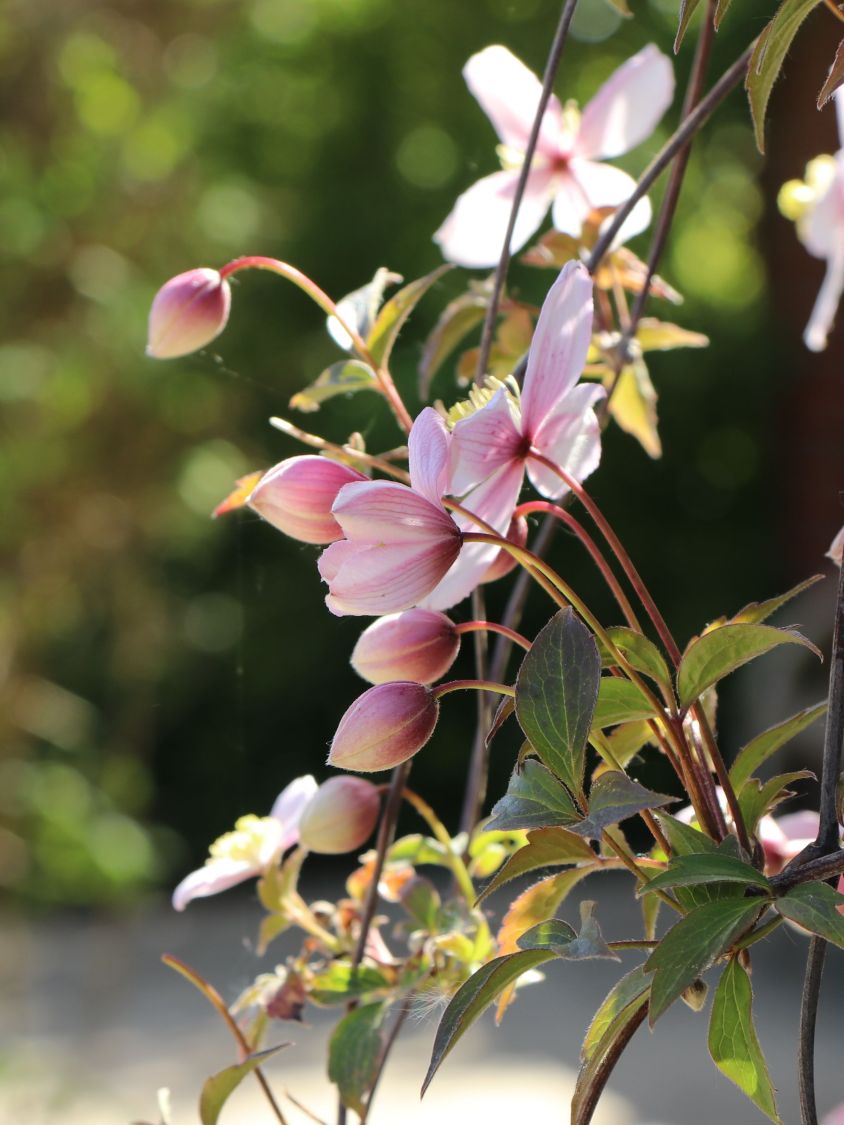 Clematis 'Rubens' - Clematis montana 'Rubens'