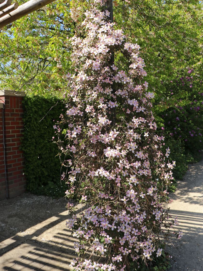 Clematis 'Rubens' - Clematis montana 'Rubens'