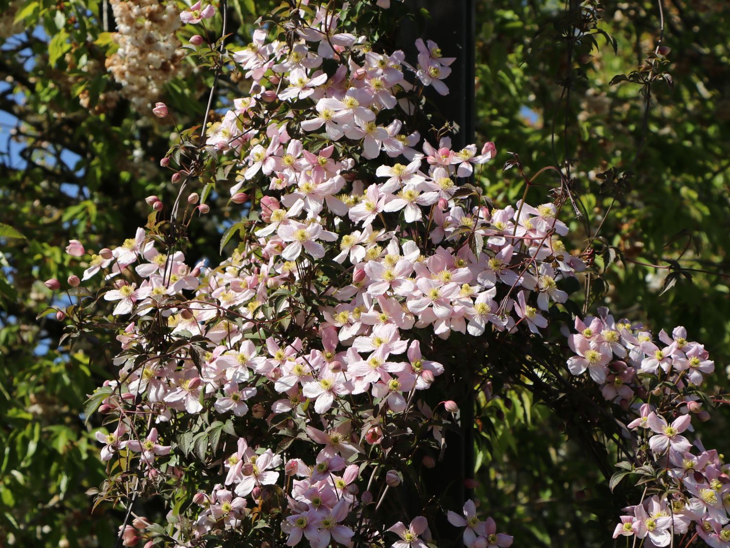 Clematis 'Rubens' - Clematis montana 'Rubens'