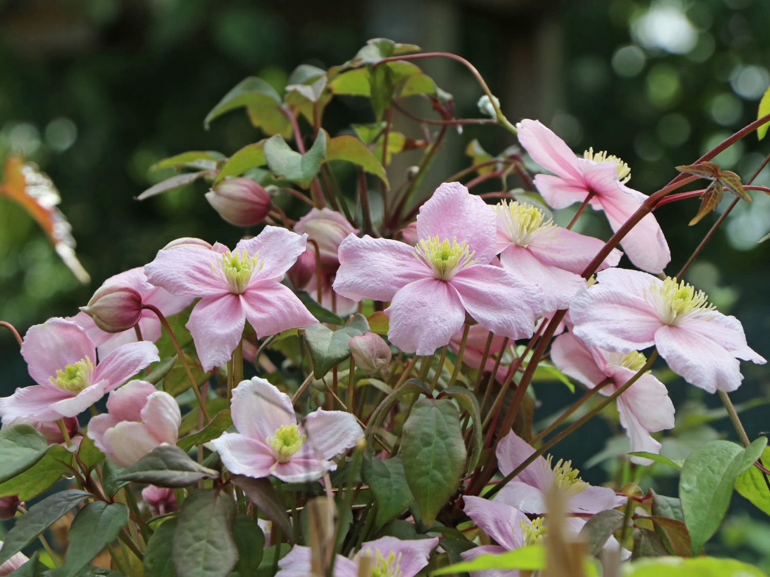 Clematis 'Rubens' - Clematis montana 'Rubens'