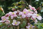 Clematis 'Rubens' - Clematis montana 'Rubens'