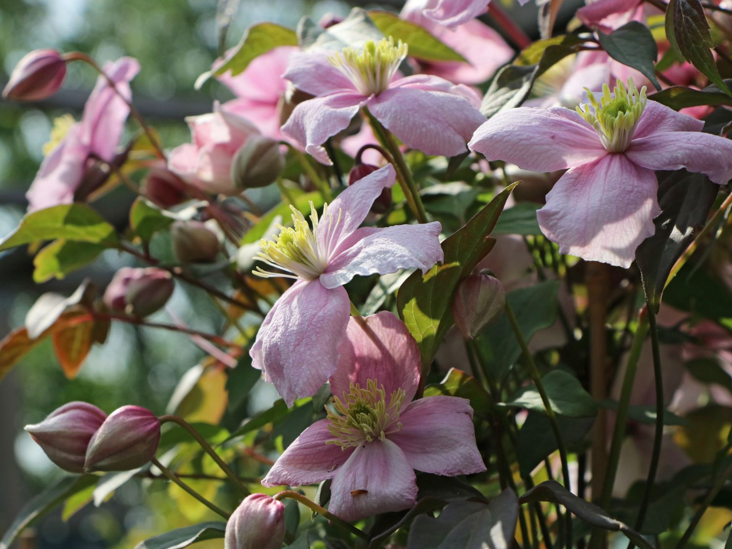 Clematis 'Rubens' - Clematis montana 'Rubens'