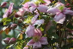 Clematis 'Rubens' - Clematis montana 'Rubens'