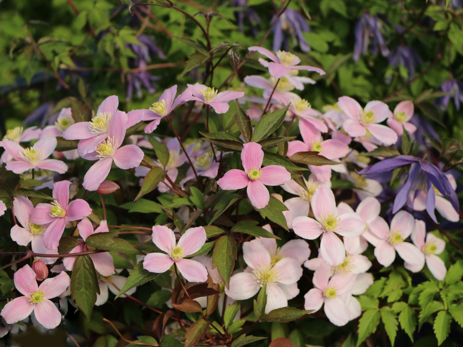 Clematis 'Rubens' - Clematis montana 'Rubens'