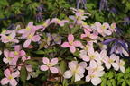 Clematis 'Rubens' - Clematis montana 'Rubens'