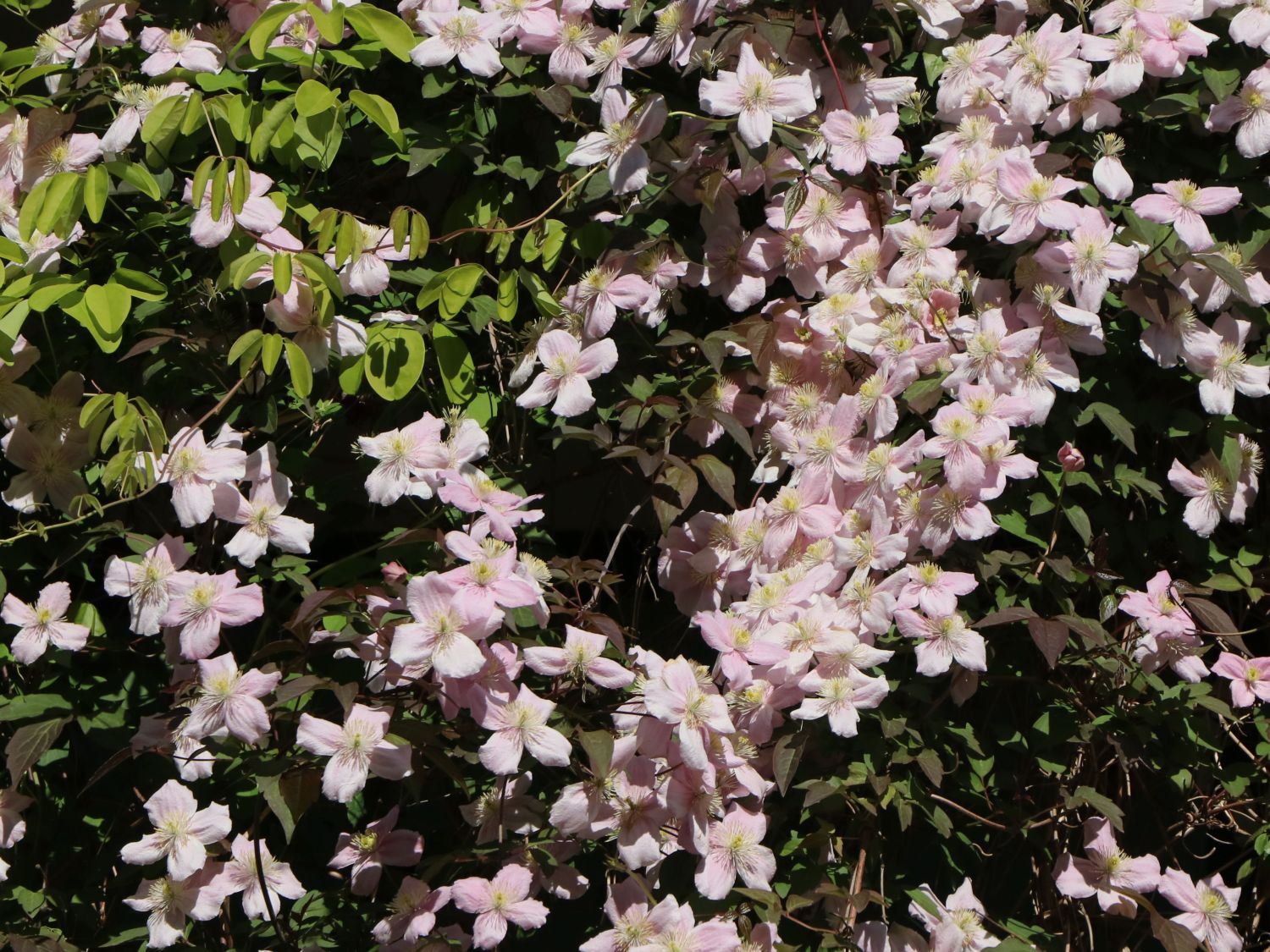Clematis 'Rubens' - Clematis montana 'Rubens'