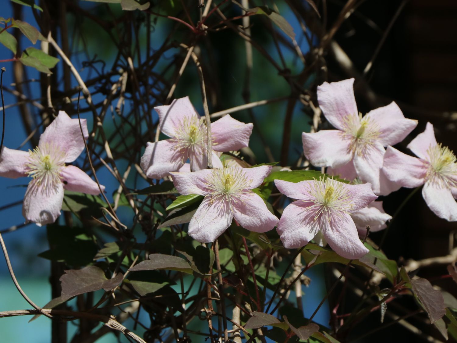 Clematis 'Rubens' - Clematis montana 'Rubens'