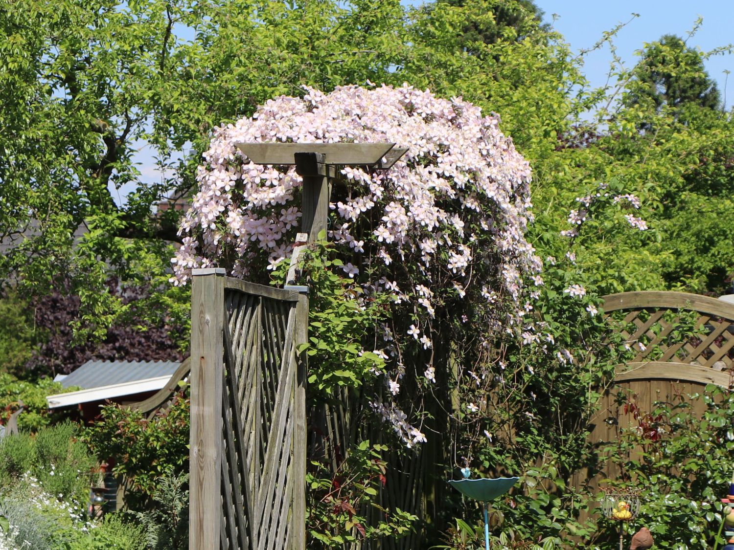 Clematis 'Rubens' - Clematis montana 'Rubens'